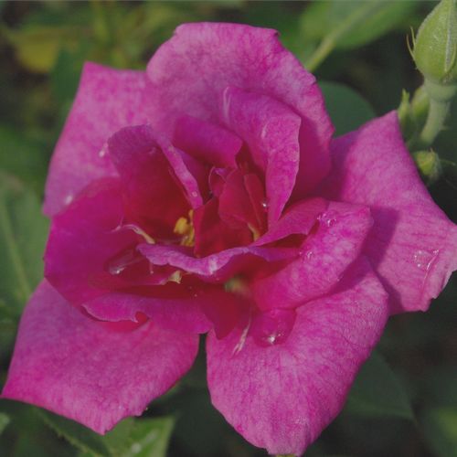 Rozenstruik - Webwinkel - Rosa Blue Peter™ - matig geurende roos - Stamroos – Kleine bloemen - purper - De Ruiter Innovations BV.compacte kroonvorm - 0